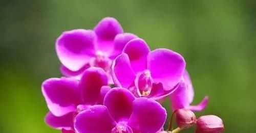  『浇水』三年了，养的植物就是不开花！还分公母？哪里出问题了呢？