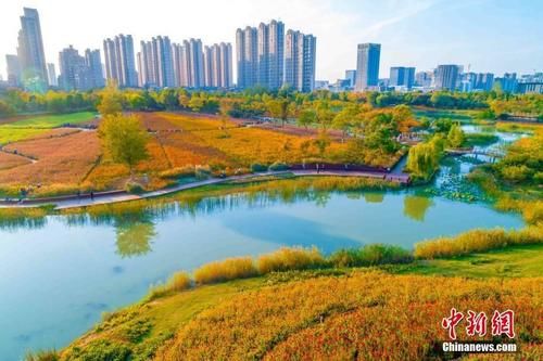 航拍安徽合肥四季花海秋景 层林尽染五彩斑斓