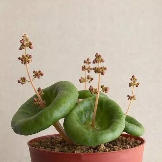 『开出的花』非常罕见的仙人掌,一起欣赏!