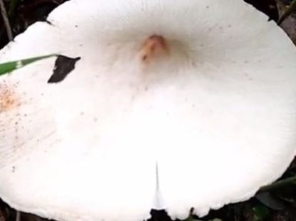  [农民]农村80后小时候经常吃的“它”现如今农民都舍不得吃，拿