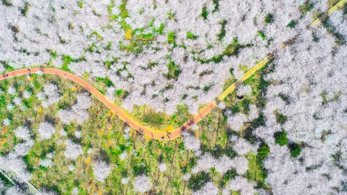 在贵州私藏的人间仙境里，做一场6000亩的樱花梦