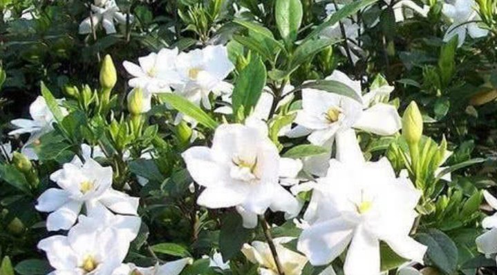 『随便』4种花好养又漂亮,随便养都爆盆,花期长花量大,满屋飘香!