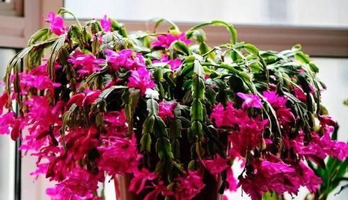  #冬天#现在养“2种花”，开花红艳艳，能开100多天