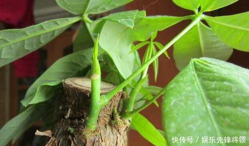  [种植]花卉种植技术怎么种植发财树，发财树枝干枯萎的原因是什么