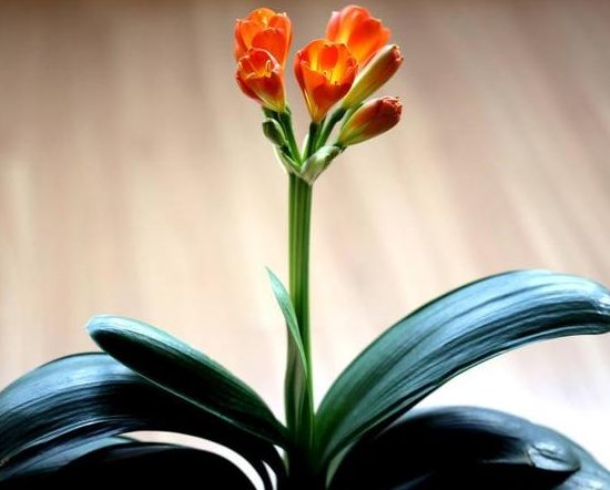  『解决』管你什么花，在花盆中间埋“铁皮”，轻松解决烂根黄叶！