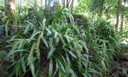  「竹节参」在城里是宝，在农村是草，为何这些高收入的野菜农民