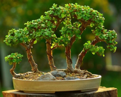  『家里』想要打造老桩盆景，首选这“4种植物”，选择它们就等着炫耀吧