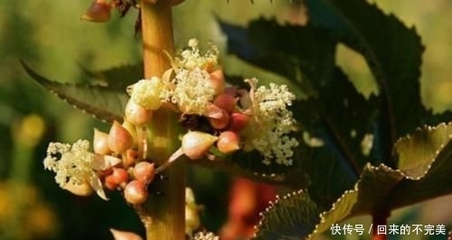  蓖麻：以前一斤十几块的“蓖麻”，农村到处种，为什么如今没人