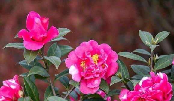  [连续阴天]茶花养得好好的，突然“垂头”了？什么原因造成的？小花匠告诉你