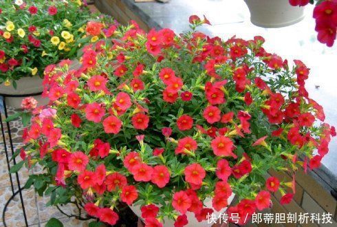  『长不好』什么淘米水、松针土都不如几颗臭丸子，土里埋几颗，养花窜满盆