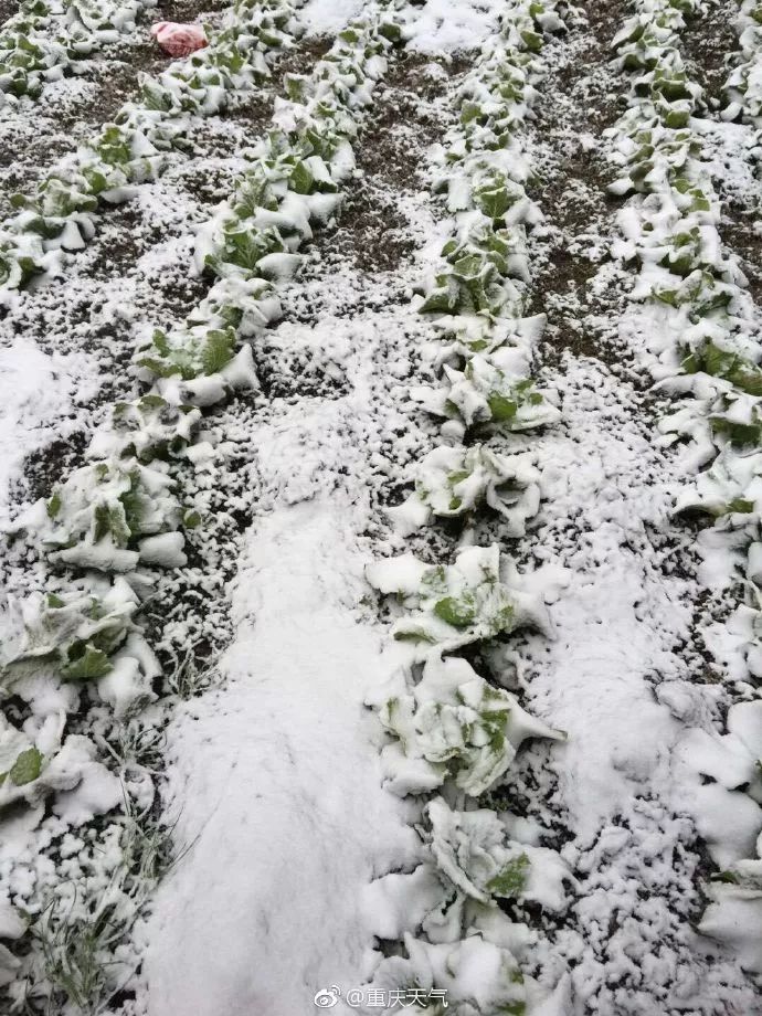 很冷，但也很美！今天重庆多地迎来降雪，你那里下雪了么