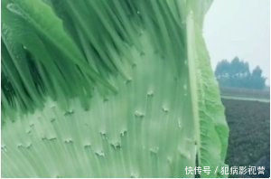 老农去自家田里挖莴笋，觉得底部怪怪的，小心扒出之后不淡定了！