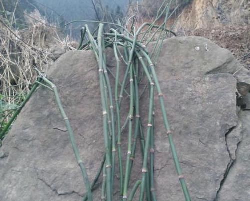  [观赏价值]山谷下，1种杂草“不显眼”，花市老板挖“8棵”，种植后卖15元！