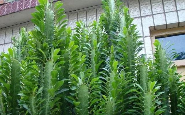 「丑花」养这三种“丑花”,四季翠绿,不开花还带刺,却能招福镇宅