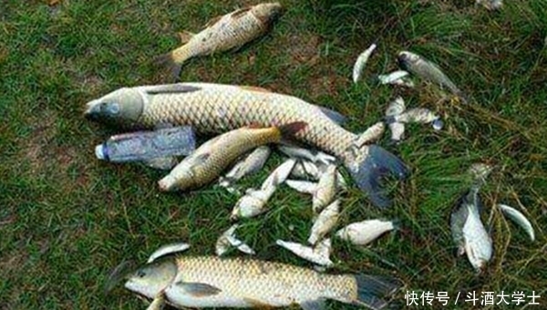  夏季：夏季钓鱼，有这7宜，选择正确的时机出钓，比技术更重要！