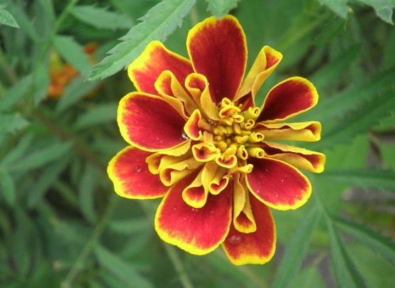  『烂漫』这些小菊花，放养在阳台，花姿卓越，开花爆成花海，烂漫迷人眼