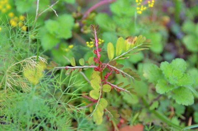 农村一种野草，对外伤有帮助，下回遇见摘一些