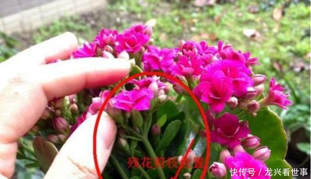 药水■长寿花开败了,轻剪开花,重剪长芽,兑点药水,一年多开几茬花