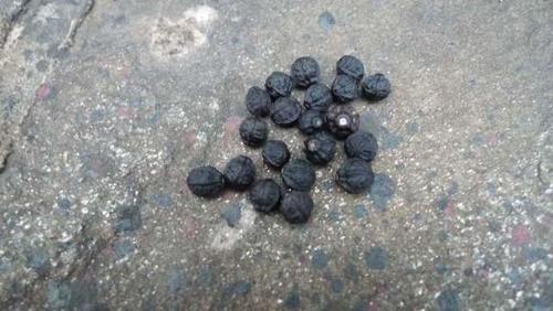 一种植物，以前家家户户都种植，酷似“人参”，如今一斤20元