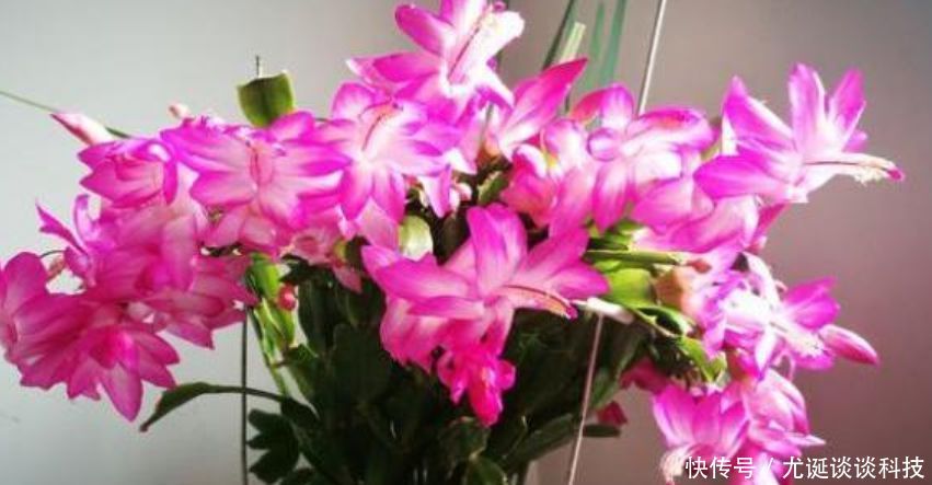  爆满@蟹爪兰有个“小开关”，打开后，开花大又多，轻松爆满盆！