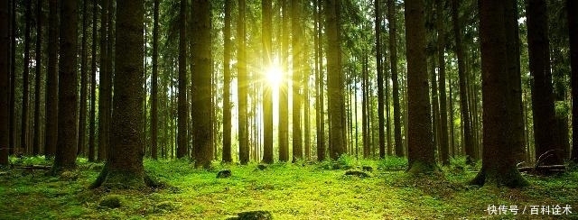 亚马逊森林大火持续3周，而中国人首次让沙漠消失，变成绿洲