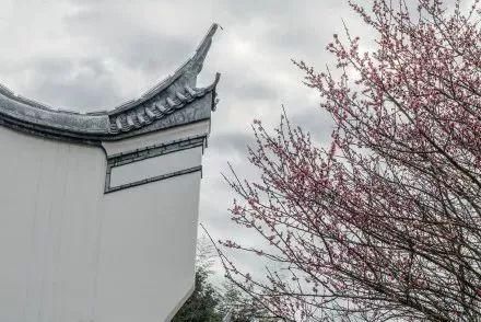 梅花开了!福州赏梅地图新鲜出炉，现在就去!