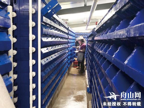 梭子蟹住进＂蟹公寓＂ ＂预计1亩地可养出原来100亩的螃蟹＂