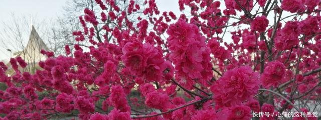 「丁香」海棠花、丁香、紫荆、桃花都开了,焦作这儿有1棵桃树开2色花