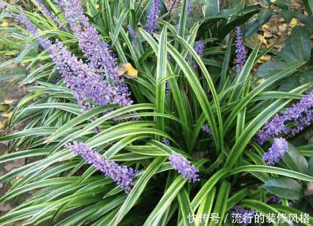 『漂亮』农田里的1种“沿阶草”,有着漂亮的花朵,比茉莉花奇特,还珍贵