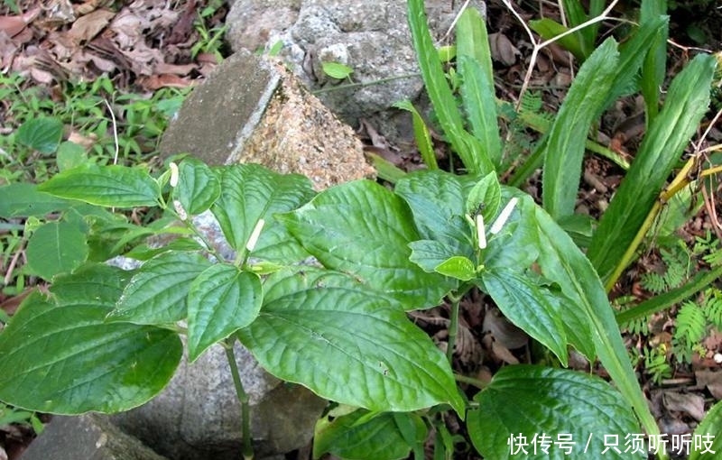 农村竹林里一种神奇野草，嚼2片叶子能治牙疼，炒田螺更是一绝