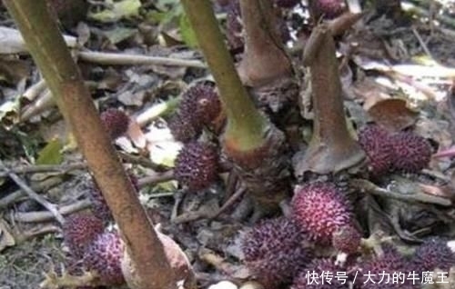 「地面」在山沟里,1种野果像“杨梅”,果子却在地面生长,珍贵、别去踩