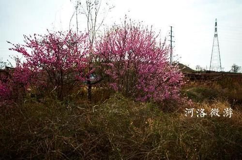  『杏花』杏花落去桃花红，五龙沟村花不断