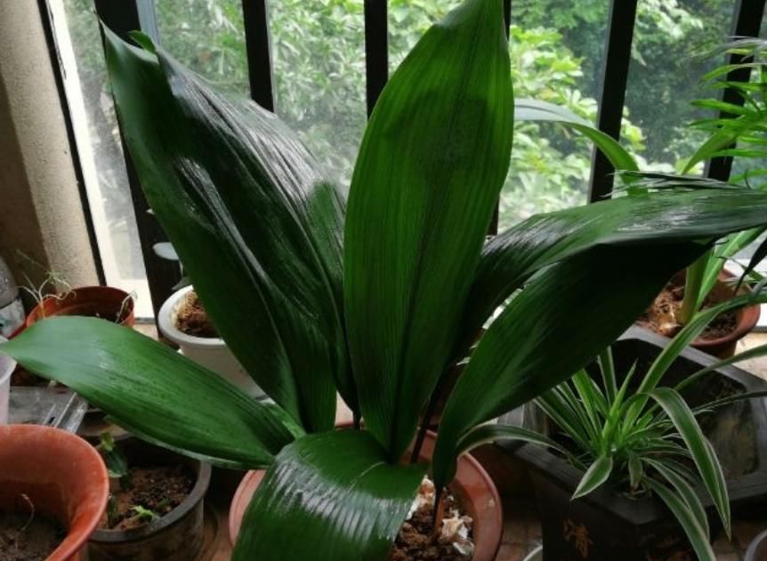  『影响』卫生间养耐阴植物，杀菌去异味，还不影响生长！