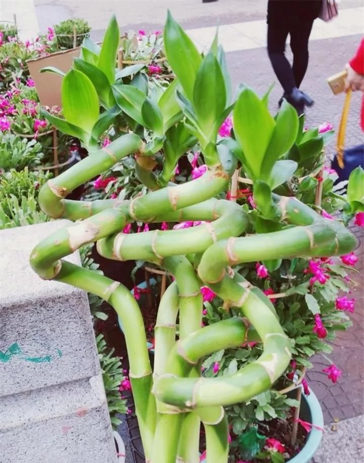  『漂亮』室内可以摆放的花卉，推荐这5种，一年四季绿油油，美观又漂亮