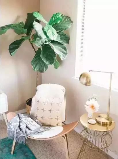  【自带】自带镇宅安家的30种大植物，满满都是安全感