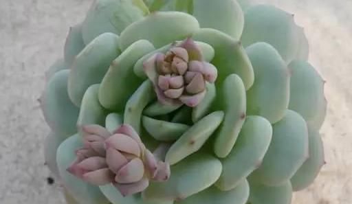  『静夜』这20种美丽的多肉，竟都是静夜的后代！静夜还真是个多情种呢！