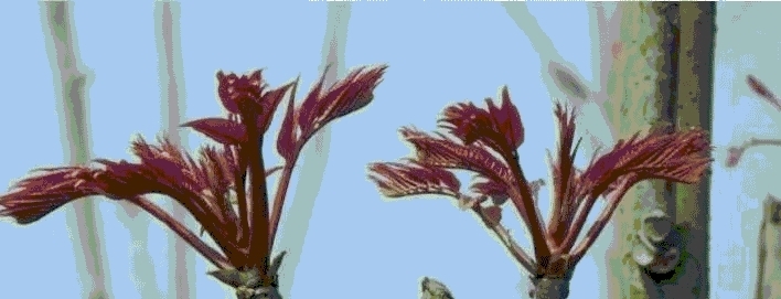 在农村有一种树，当地人只知道吃嫩芽，却不知木材被称为百木之王