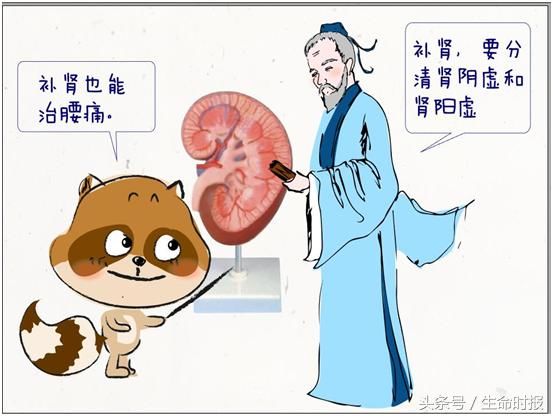 中医漫画|腰:腰痛的锅不能总是我背