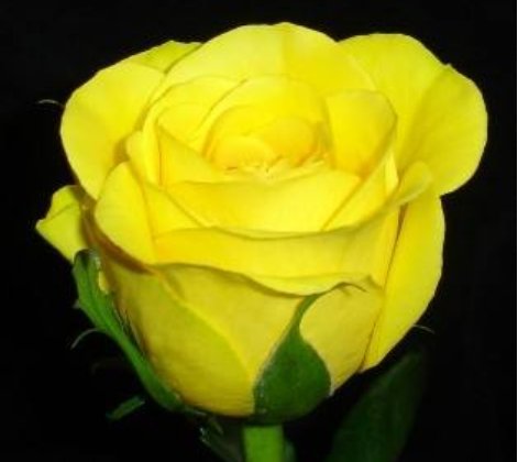【金香玉】喜欢菊花,不如养盆“玫瑰极品”金香玉,花色金光闪闪,花香醇厚