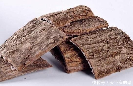 树皮:农村这种树的树皮是稀罕物,内含“银丝”,多少人靠树皮发大财了