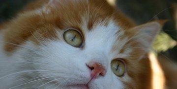  停止■巴西短毛猫以及当猫停止进食时意味着什么？