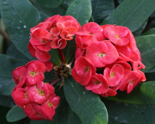  爱又恨@虽然这4种植物颜值高，却是带“毒”的植物，告诉爸妈引起重视