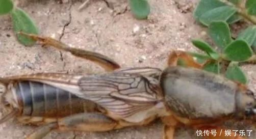 农村一种害虫，曾是毁坏庄稼的好手，现一斤60块，养殖它可致富