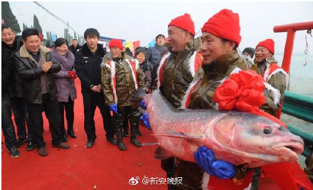 厉害！阜阳颍上八里河冬捕节正式开捕 78斤重“头鱼”拍得88万天