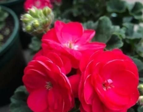  [室内]多年生的“万岁玫瑰”，花型似玫瑰，适合室内种，开花漂亮招人喜