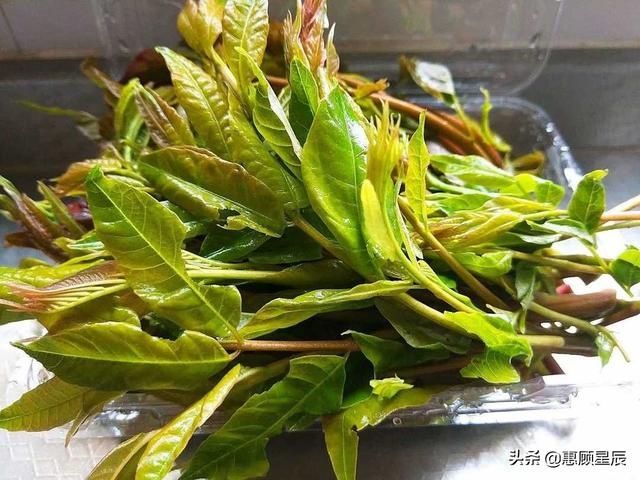  『香椿芽』这菜最适合春天吃，4种方法做，升阳暖胃好舒服还香，比补药好