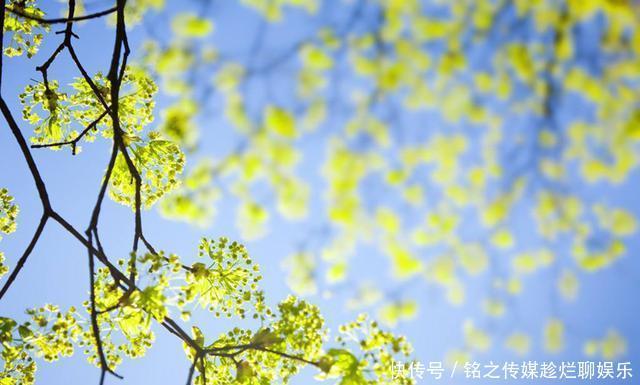 『漂亮』拍花,用天空做背景,简单又漂亮