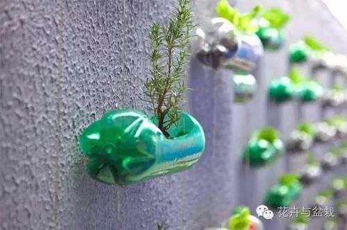  能力■塑料瓶的园艺小创意，考验动手能力的时候到了