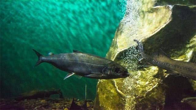  『海洋生物』贝加尔湖是淡水湖，为何会出现大量海洋生物？