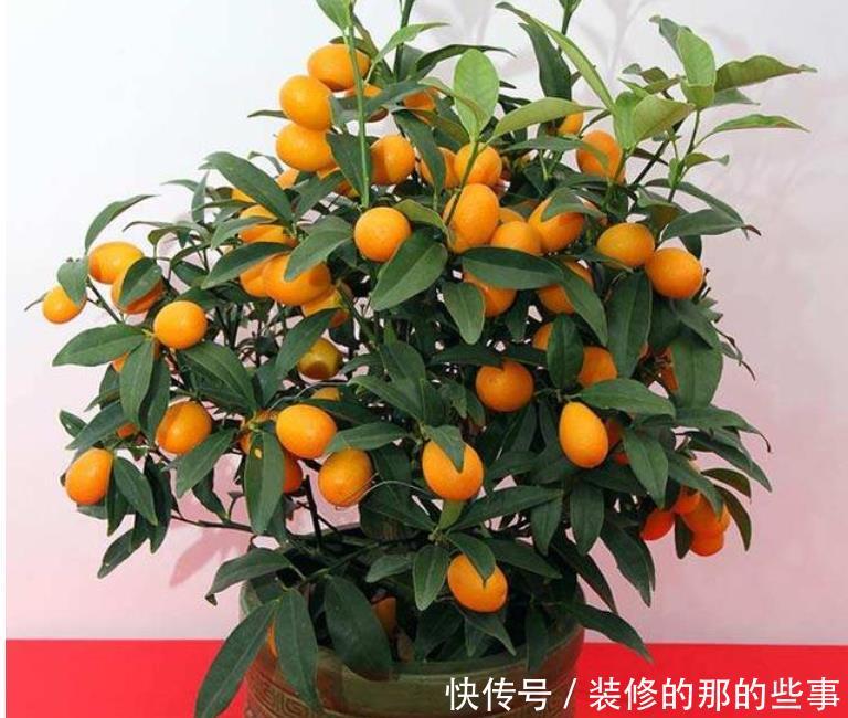  「家里」3种花“旺运又招财”，养家里鸿运当头、吉星高照，日子越过越好